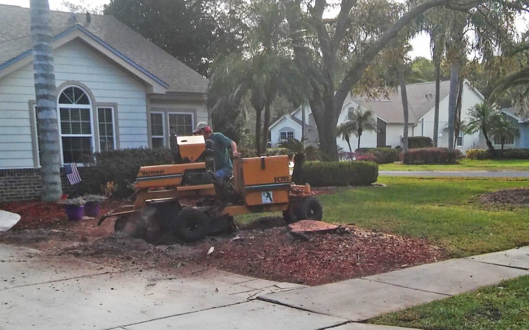 Take Advantage of Our Tree Removal Service